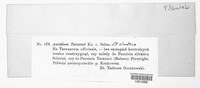 Puccinia variabilis image